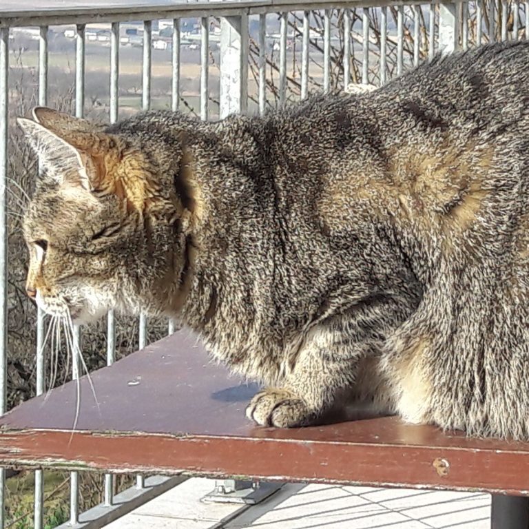 Katze schaut vom Balkon