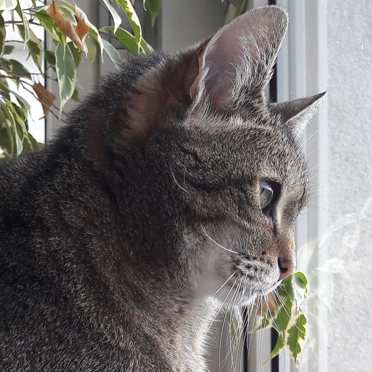 Katze blickt aus dem Fenster